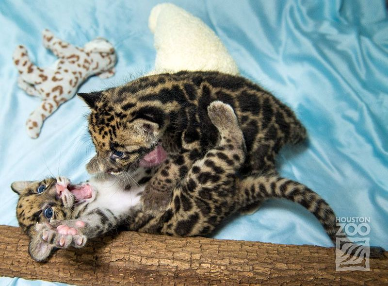 Illustration for article titled Clouded Leopard Cubs First For Houston Zoo, Are Adorable